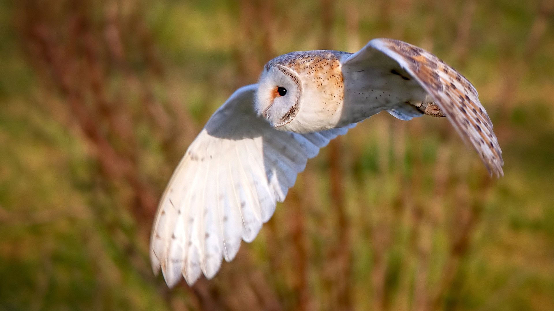 马刺掀翻篮网,约基奇成为关键先生的战术密码